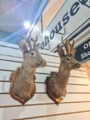 Taxidermy, two similar mounted deer heads
