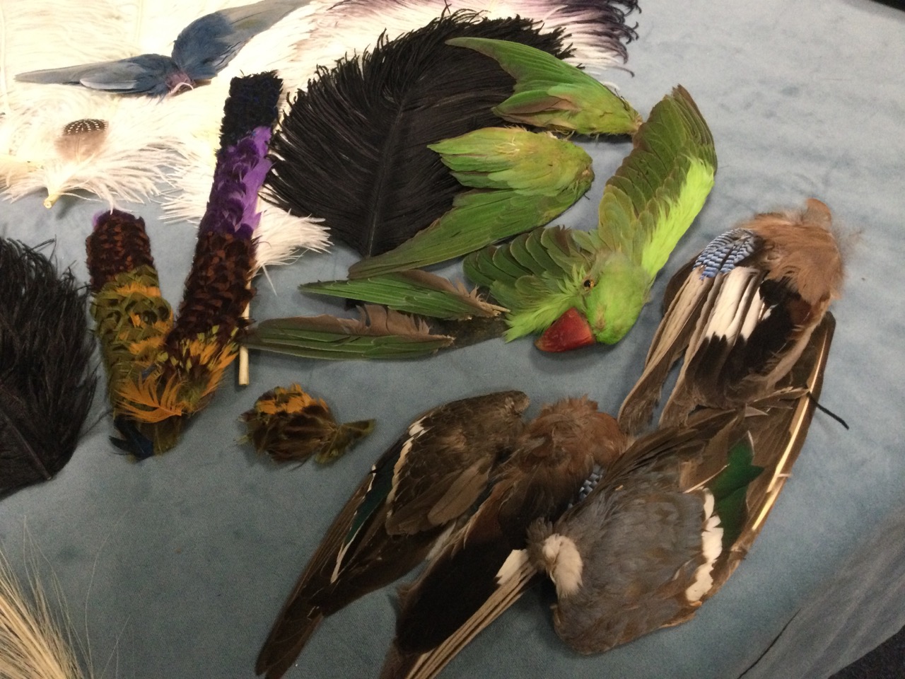 A collection of decorative feathers - ostrich, dyed capes, a parrot head, hat decorations, etc. (A - Image 3 of 3