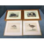 A pair of nineteenth century style specimen pig prints in moulded pine frames; and a pair of