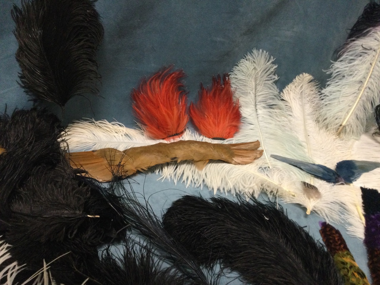 A collection of decorative feathers - ostrich, dyed capes, a parrot head, hat decorations, etc. (A - Image 2 of 3