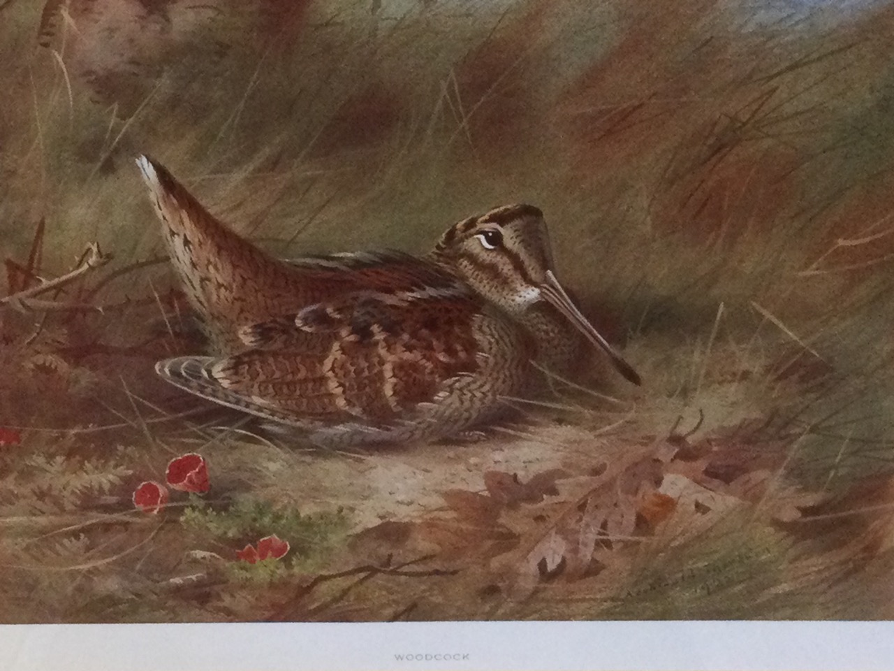 A set of four Thorburn prints, mounted and framed - snipe, capercaillie, ptarmigan and woodcock, the - Image 2 of 3