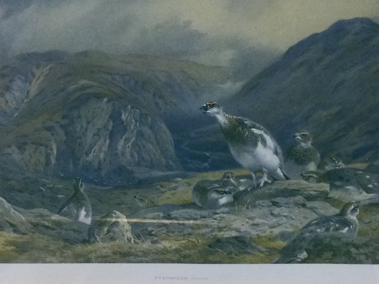 A set of four Thorburn prints, mounted and framed - snipe, capercaillie, ptarmigan and woodcock, the - Image 3 of 3