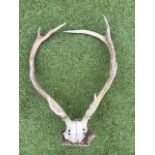 A stags head, the trophy skull with eight points mounted on an oak shield shaped wallplate. (18.75in