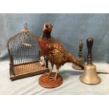 A taxidermied cock pheasant on circular mahogany plinth by D Towns; a rectangular bird cage with