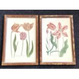 A pair of eighteen century style tulip prints, the coloured numbered plates with latin inscriptions,