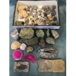 A collection of geological specimens, stones, fossils, fools gold, amethyst, teeth & bones, polished