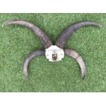 A rams head trophy with four shaped horns to skull. (23.75in x 15in)