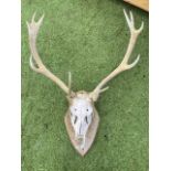 A stags head trophy mounted on a pine shield shaped wallplate, the antlers with eleven points. (27in