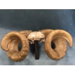 A pair of scrolled rams horns with central oak wall mount, the tapering horns carved with