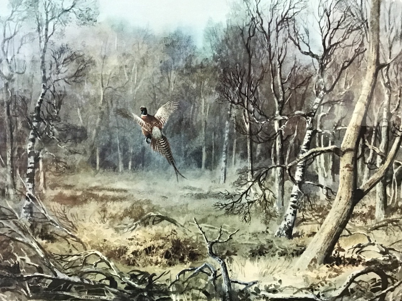 R McPhail, limited edition print published by The Tryon Gallery, rising cock pheasant in woodland, - Image 3 of 3