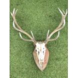 A royal stag head trophy mounted on pine shield shaped wallplate, the head with twelve points. (31in