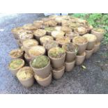 Seventy-five gold coloured moss-filled plastic garden pots. (6.75in) (75)