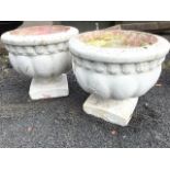 A pair of painted composition stone garden urns with cushion rims above lobbed bodies on squat