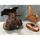 A contemporary taxidermy black cock on oval moulded plinth; and a large grouse on hardwood