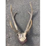 A Victorian stags head with seven points, mounted on shield shaped mahogany wall panel. (18.5in x