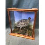 A C20th taxidermied ptarmigan on naturalistic ground, in moulded pine case. (13.5in x 6.5in x 13.