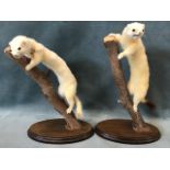 A pair of taxidermy stoats, the animals in their winter coats modelled on branches above oval