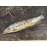 C20th century English school, oil on board, prize trout lying on landing net, unsigned and unframed.