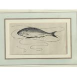 Edward Sullivan, pen and ink, study of a roach with line, signed, an illustration for an edition