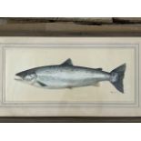 Daphne Harrison, watercolour, study of a salmon, signed in pencil, mounted & framed. (27.25in x