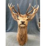 A large stags head, a royal with twelve points, with baize lining and wall mount. (44in x 30.5in)