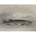Nineteenth century pencil & watercolour, pike on bankside beneath tree, signed and dated