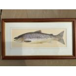 Daphne Harrison, study of a brown trout, signed in pencil, mounted and framed. (15.5in x 5.25in)