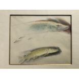 JE Platt, pencil and crayon, studies of a pike and other fish, mounted and unframed. (9.75in x 8in)