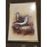 Watercolour, study of sandpipers in weedbeds, signed with monogram and dated, gilt framed. (26in x