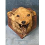 A fox mask, the snarling head mounted on an oak shield. (10in)