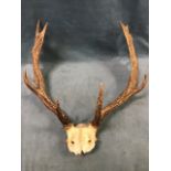 A set of European stag antlers, probably moose with pierced skull. (25in x 28in)