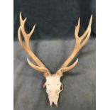 A set of 10-point stag antlers with sliced skull. (25in x 30in)