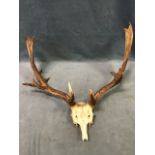 A pair of European antlers with sliced skull - probably moose. (29in x 28in)