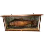 A large taxidermy golden carp, the fish naturalistically mounted in rectangular wall mounting glazed