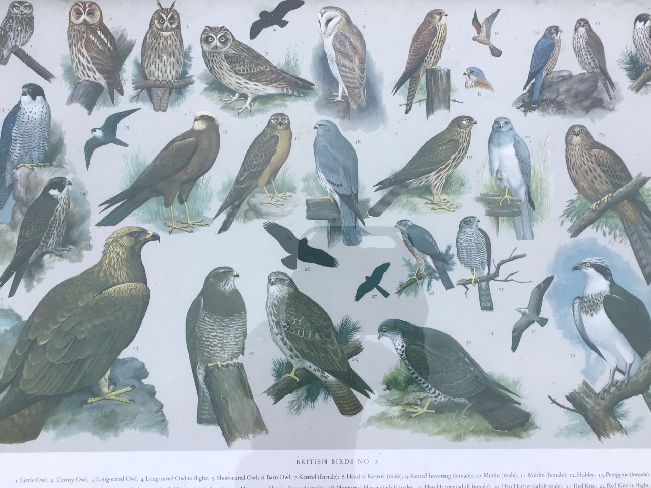 A set of three framed coloured ornithological prints titled British Birds, each bird numbered and - Image 2 of 3