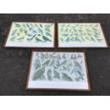 A set of three framed coloured ornithological prints titled British Birds, each bird numbered and