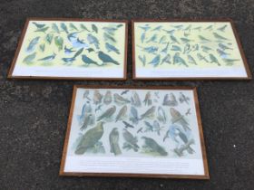 A set of three framed coloured ornithological prints titled British Birds, each bird numbered and