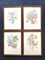 Elizabeth Cameron, a set of four coloured floral prints, signed and numbered in pencil, titled and