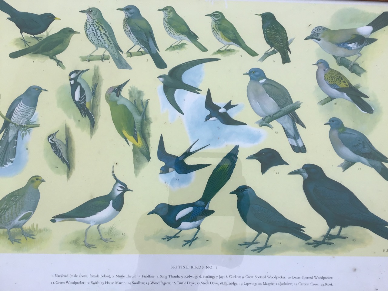 A set of three framed coloured ornithological prints titled British Birds, each bird numbered and - Image 3 of 3