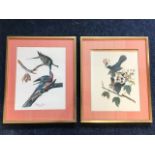 A pair of C20th coloured bird prints, Passenger Pigeon and Cat Bird, the plates mounted & gilt