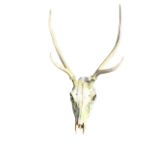 A set of European four point deer antlers with skull. (29.5in x 16in)