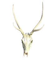 A set of European four point deer antlers with skull. (29.5in x 16in)