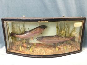 A C20th bowfronted cased taxidermy brace of rainbow trout, mounted naturalistically in a diorama
