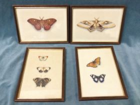 A set of four Victorian watercolour life size studies of butterflies and moths, framed. (6.75in x