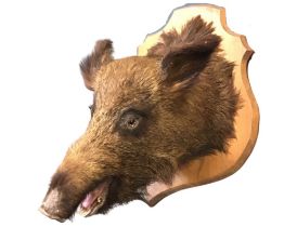 A taxidermied boars head mounted onto an oak shield, the beast with glass eyes, open mouth with