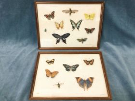 A pair of Victorian watercolour life size studies of named butterflies and moths, signed WF Carrier,