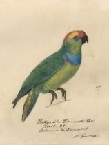 Heinrich Gottlieb Ludwig Reichenbach, nineteenth century watercolour, study of a parrot, laid