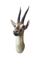 A Rowland Ward taxidermied gazelle with glass eyes and pair of tapering ribbed horns - Roland Ward