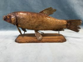 An antique taxidermied tench mounted on an oak plinth. (14in)