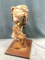 A taxidermy buzzard, the bird mounted on a log above a square mahogany plinth. (20.5in)